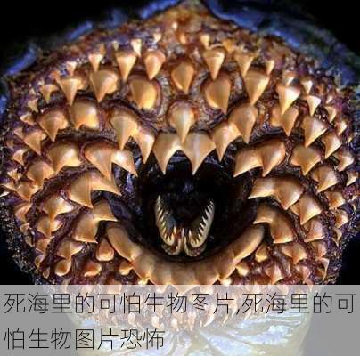 死海里的可怕生物图片,死海里的可怕生物图片恐怖-第2张图片-豌豆旅游网