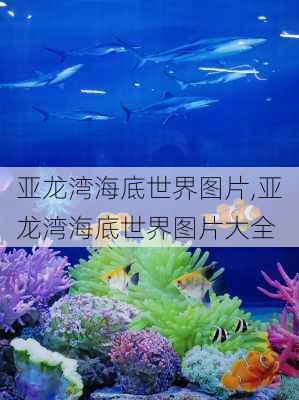 亚龙湾海底世界图片,亚龙湾海底世界图片大全-第3张图片-豌豆旅游网