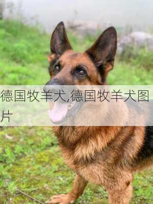 德国牧羊犬,德国牧羊犬图片