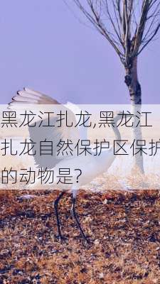 黑龙江扎龙,黑龙江扎龙自然保护区保护的动物是?-第3张图片-豌豆旅游网