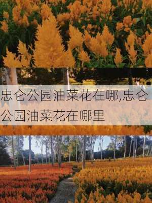 忠仑公园油菜花在哪,忠仑公园油菜花在哪里-第2张图片-豌豆旅游网