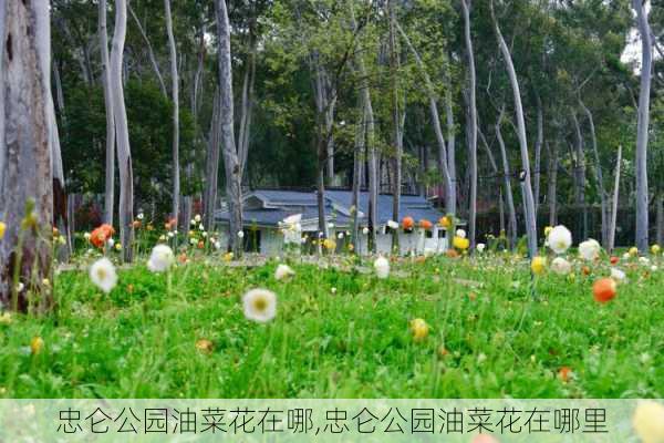 忠仑公园油菜花在哪,忠仑公园油菜花在哪里