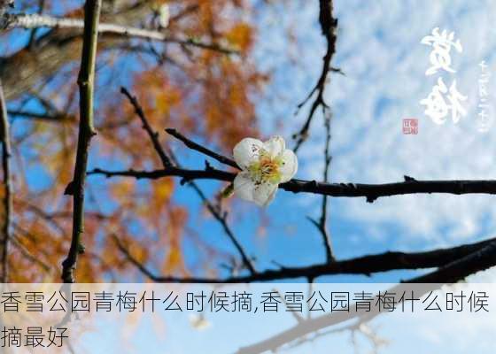 香雪公园青梅什么时候摘,香雪公园青梅什么时候摘最好