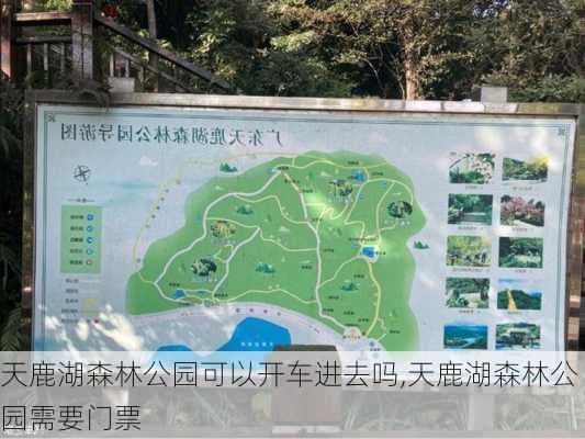 天鹿湖森林公园可以开车进去吗,天鹿湖森林公园需要门票-第3张图片-豌豆旅游网