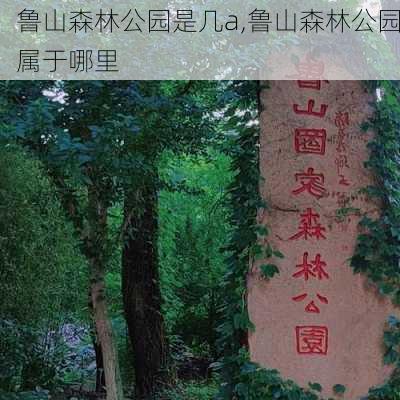 鲁山森林公园是几a,鲁山森林公园属于哪里