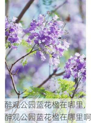 醉观公园蓝花楹在哪里,醉观公园蓝花楹在哪里啊-第2张图片-豌豆旅游网