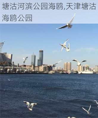 塘沽河滨公园海鸥,天津塘沽海鸥公园-第3张图片-豌豆旅游网