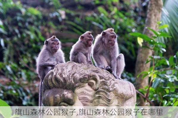 旗山森林公园猴子,旗山森林公园猴子在哪里