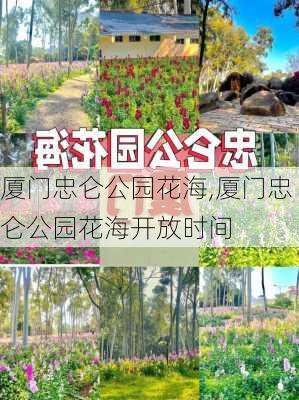 厦门忠仑公园花海,厦门忠仑公园花海开放时间-第3张图片-豌豆旅游网