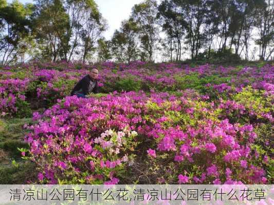 清凉山公园有什么花,清凉山公园有什么花草-第2张图片-豌豆旅游网