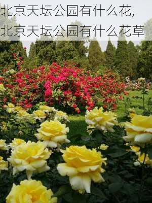 北京天坛公园有什么花,北京天坛公园有什么花草