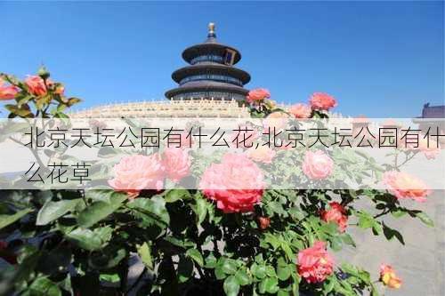 北京天坛公园有什么花,北京天坛公园有什么花草-第2张图片-豌豆旅游网