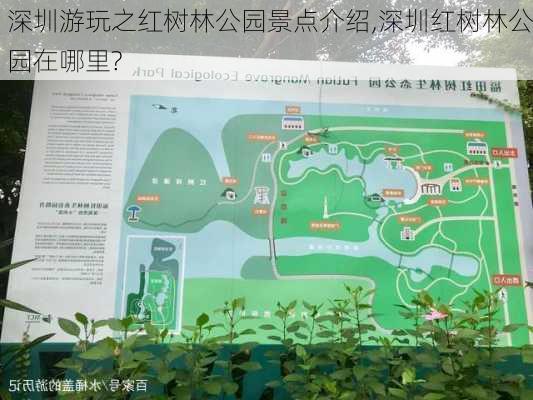 深圳游玩之红树林公园景点介绍,深圳红树林公园在哪里?