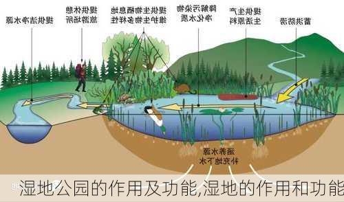 湿地公园的作用及功能,湿地的作用和功能-第3张图片-豌豆旅游网