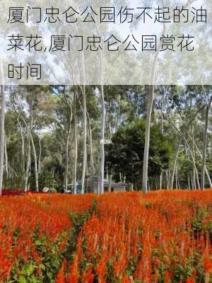 厦门忠仑公园伤不起的油菜花,厦门忠仑公园赏花时间-第2张图片-豌豆旅游网