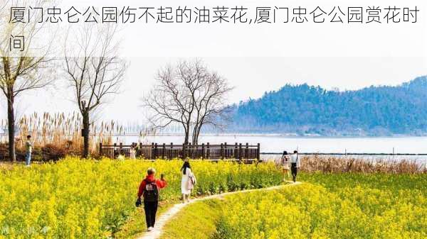 厦门忠仑公园伤不起的油菜花,厦门忠仑公园赏花时间-第3张图片-豌豆旅游网