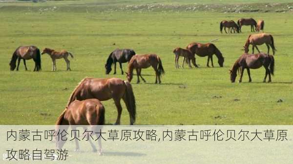 内蒙古呼伦贝尔大草原攻略,内蒙古呼伦贝尔大草原攻略自驾游-第2张图片-豌豆旅游网