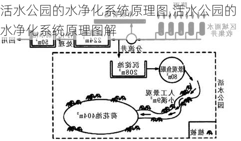 活水公园的水净化系统原理图,活水公园的水净化系统原理图解