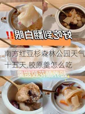 南方红豆杉森林公园天气十五天,胶原羹怎么吃-第2张图片-豌豆旅游网