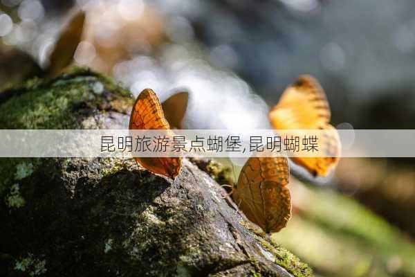 昆明旅游景点蝴堡,昆明蝴蝶-第2张图片-豌豆旅游网