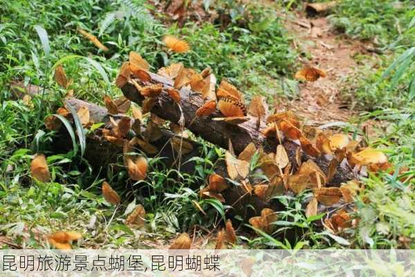 昆明旅游景点蝴堡,昆明蝴蝶-第3张图片-豌豆旅游网