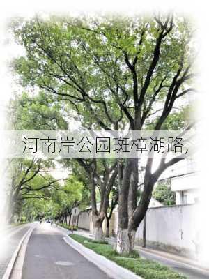 河南岸公园斑樟湖路,