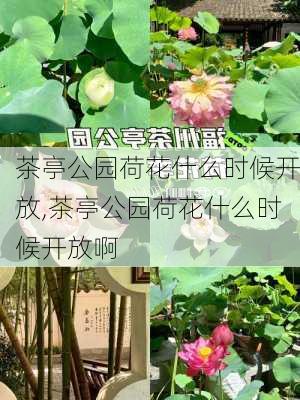 茶亭公园荷花什么时候开放,茶亭公园荷花什么时候开放啊-第2张图片-豌豆旅游网