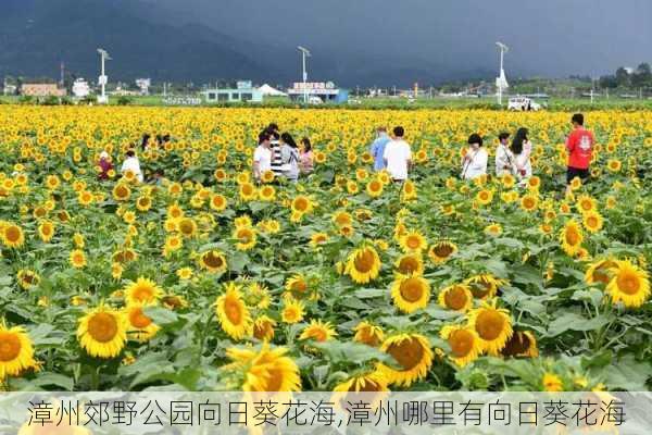 漳州郊野公园向日葵花海,漳州哪里有向日葵花海